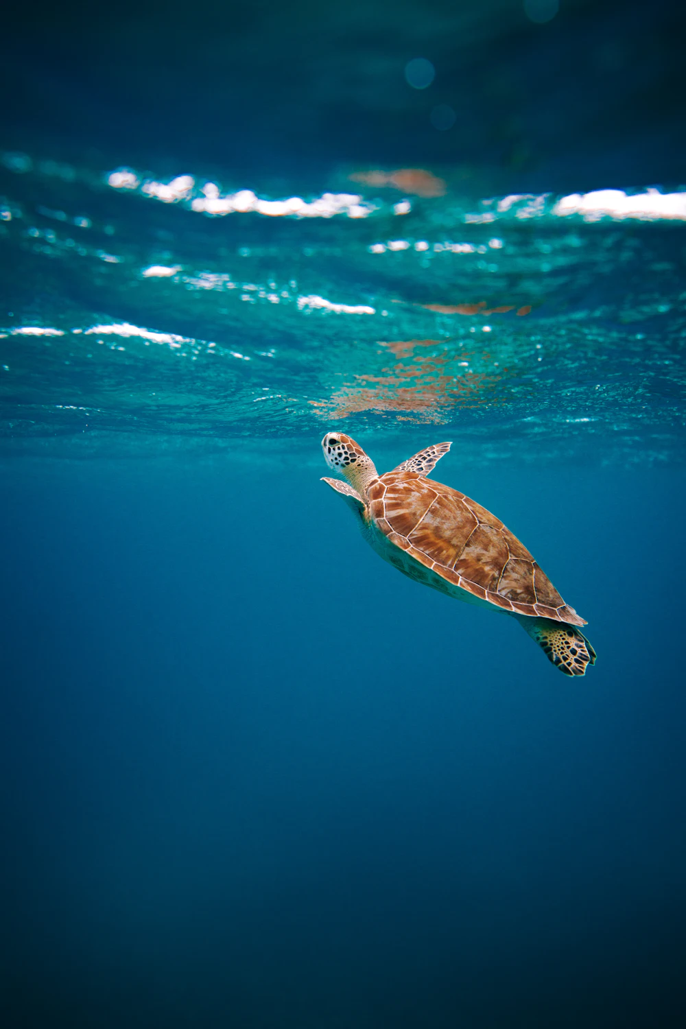 Tartaruga marinha nadando em água azul