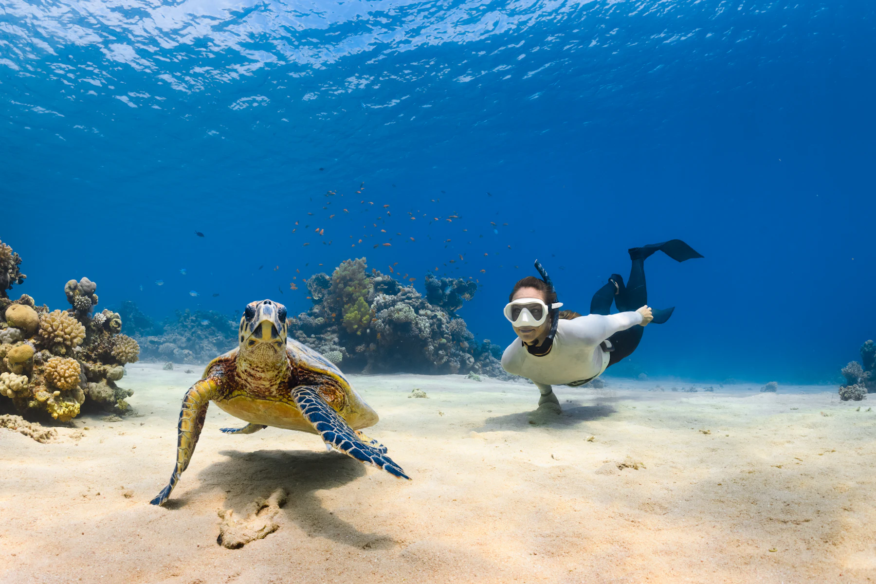 Mergulhador no fundo de areia ao lado de uma tartaruga marinha